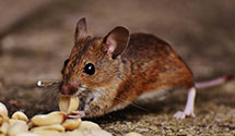 24 Hour & Emergency Exterminators in Coral Gables, FL